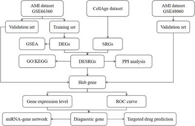 Identification and validation of senescence-related genes in circulating endothelial cells of patients with acute myocardial infarction